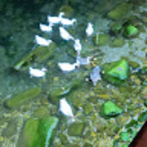 Meet your Posher, Yesim